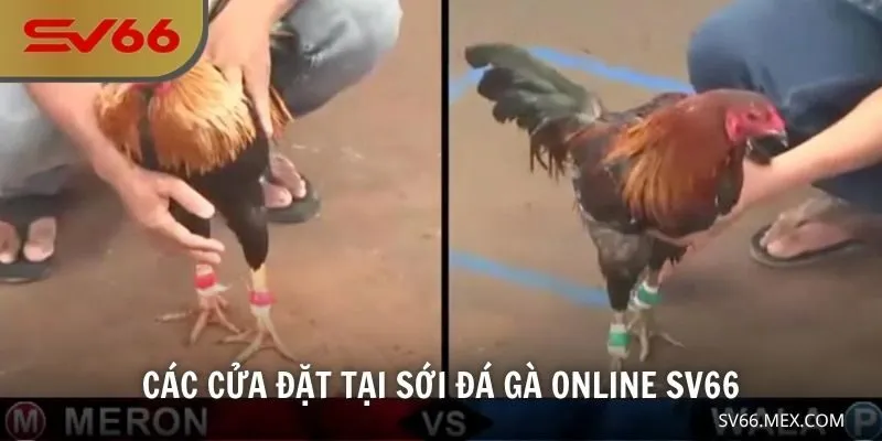 Các cửa đặt tại sới đá gà online SV66