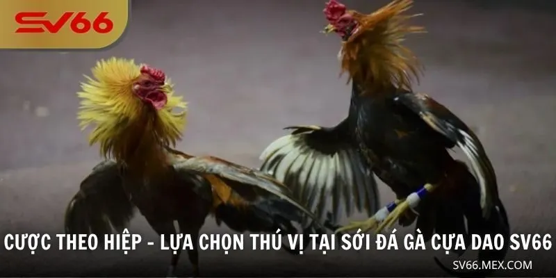 Cược theo hiệp - Lựa chọn thú vị tại sới đá gà cựa dao SV66