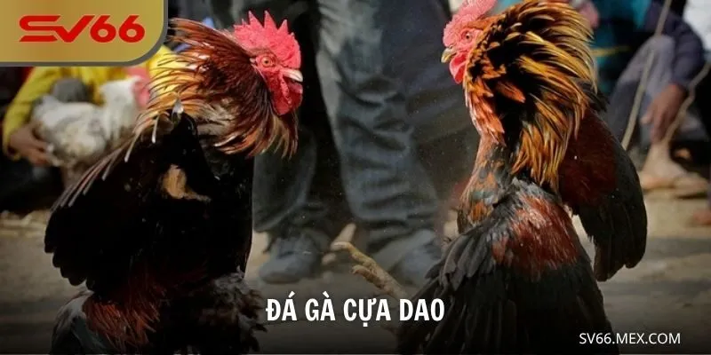 Đá Gà Cựa Dao