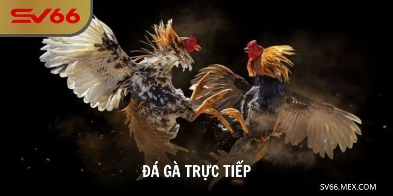 Đá gà trực tiếp