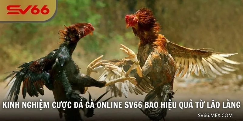 Kinh nghiệm cược đá gà online SV66 bao hiệu quả từ lão làng