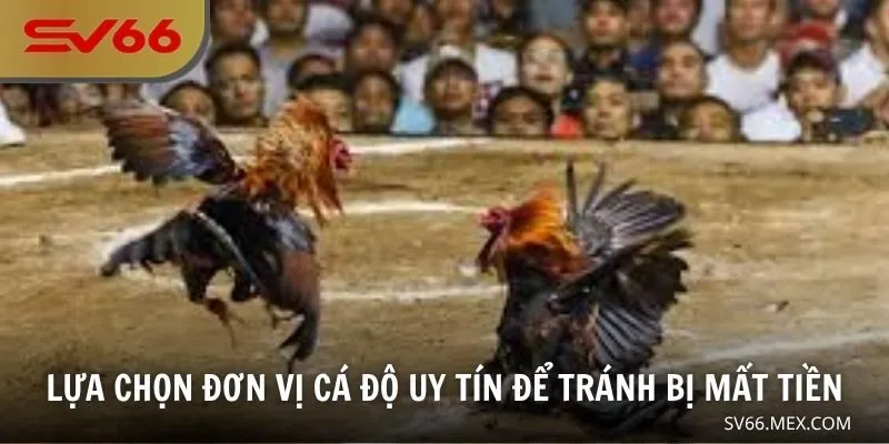 Lựa chọn đơn vị cá độ uy tín để tránh bị mất tiền